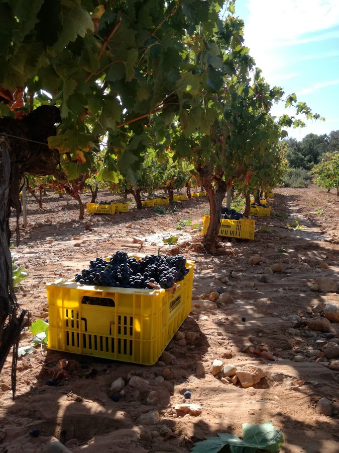 Bodegas y viñedos de Ruca S.L.
